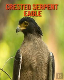 Bertrand.pt - Crested Serpent Eagle