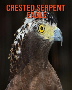 Bertrand.pt - Crested Serpent Eagle