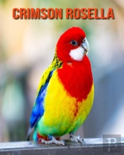 Crimson Rosella