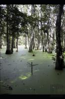 Croc-A-Gator Swamp
