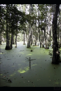 Bertrand.pt - Croc-A-Gator Swamp