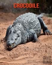 Crocodile