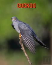 Cuckoo