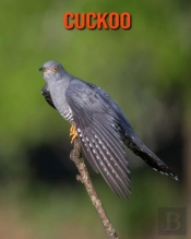 Cuckoo