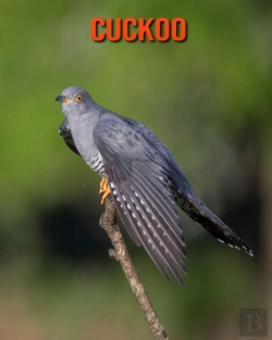 Bertrand.pt - Cuckoo