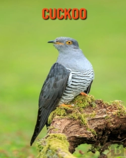 Bertrand.pt - Cuckoo