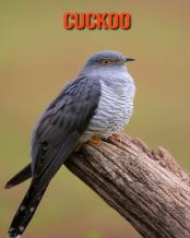Cuckoo