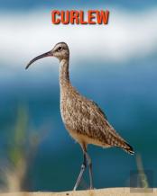 Curlew