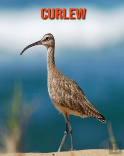 Bertrand.pt - Curlew