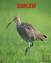Curlew