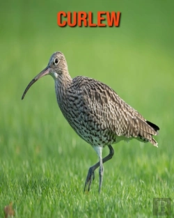 Bertrand.pt - Curlew