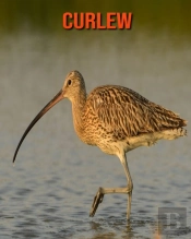 Curlew