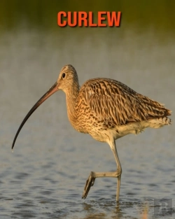 Bertrand.pt - Curlew