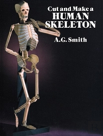 Cut And Make A Human Skeleton