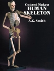 Cut And Make A Human Skeleton