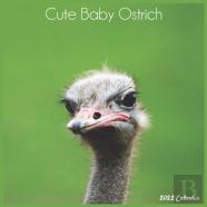 Cute Baby Ostrich 2022 Calendar