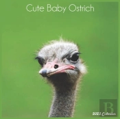 Cute Baby Ostrich 2022 Calendar