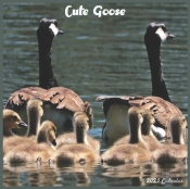 Cute Goose 2022 Calendar