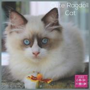 Cute Ragdoll Cat 2022 Calendar