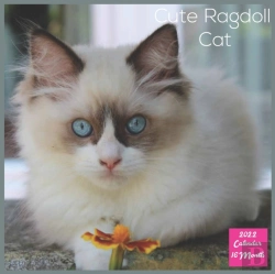 Bertrand.pt - Cute Ragdoll Cat 2022 Calendar