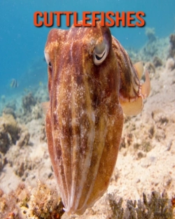 Bertrand.pt - Cuttlefishes