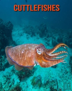Bertrand.pt - Cuttlefishes