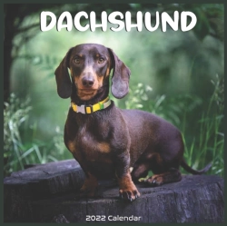 Bertrand.pt - Dachshund 2022 Calendar
