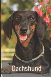Dachshund