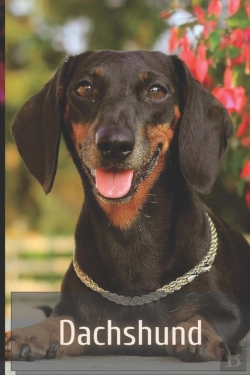 Bertrand.pt - Dachshund