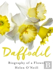 Daffodil
