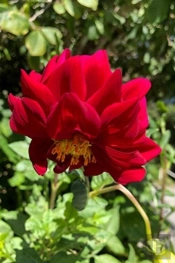 Dahlia