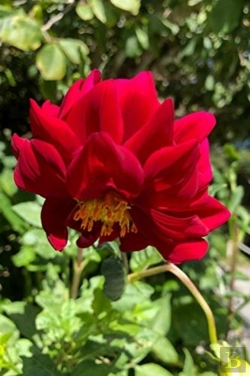 Bertrand.pt - Dahlia