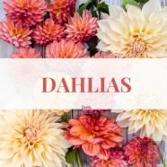 Dahlias