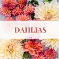 Bertrand.pt - Dahlias