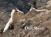 Dall Sheep