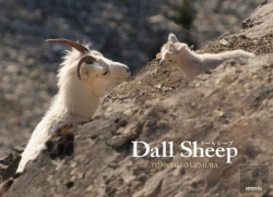 Bertrand.pt - Dall Sheep