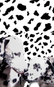 Dalmatian Drawing Writing Journal