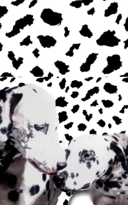 Bertrand.pt - Dalmatian Drawing Writing Journal