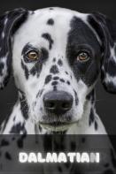 Dalmatian