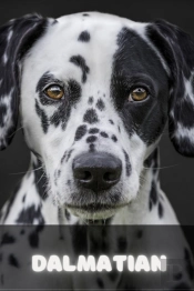 Dalmatian