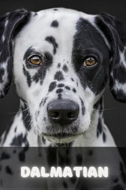 Bertrand.pt - Dalmatian