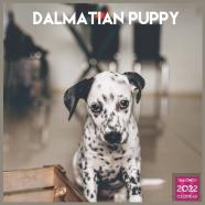 Dalmatian Puppy 2022 Calendar