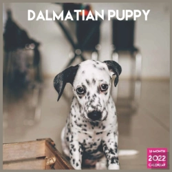 Bertrand.pt - Dalmatian Puppy 2022 Calendar