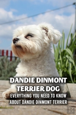Bertrand.pt - Dandie Dinmont Terrier Dog