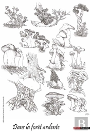 Dans La Forêt Ardente