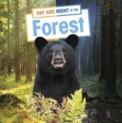 Day And Night In The Forest