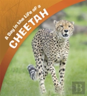 Day In The Life Of A Cheetah A