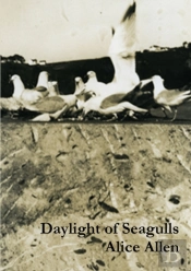 Daylight Of Seagulls