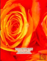 Decorare Con Fiori Di Rose Arancioni Grace Divine Fotografia Stampe D'Arte In Un Libro