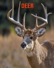 Deer